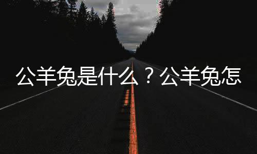 公羊兔是什么？公羊兔怎么护理？