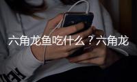 六角龙鱼吃什么？六角龙鱼怎么养？