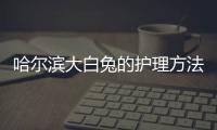 哈尔滨大白兔的护理方法及养护要点