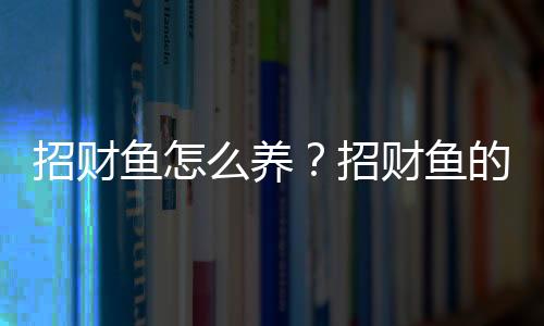 招财鱼怎么养？招财鱼的养殖环境