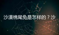 沙漠棉尾兔是怎样的？沙漠棉尾兔的简介