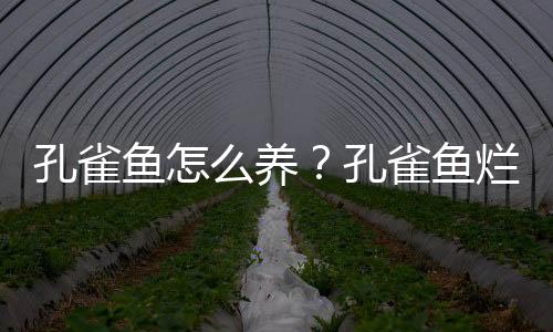 孔雀鱼怎么养？孔雀鱼烂尾怎么办？