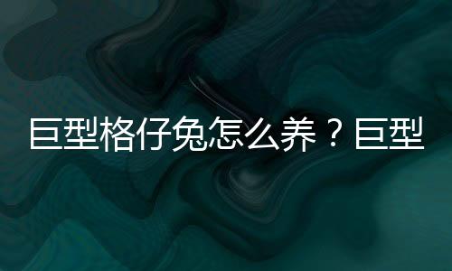 巨型格仔兔怎么养？巨型格仔兔养殖方法