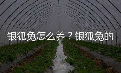 银狐兔怎么养？银狐兔的喂养方法