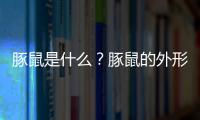 豚鼠是什么？豚鼠的外形特征